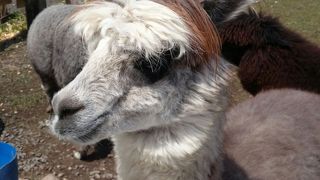 めっちゃかわいい！