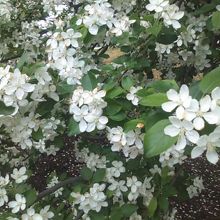 リンゴの花の様子