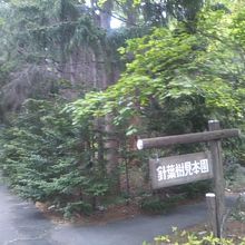 針葉樹林エリア入口の様子