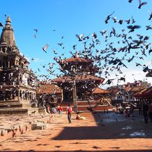 はとがいっぱい