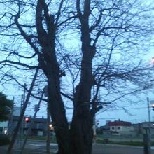 ニセアカシアの巨木の様子