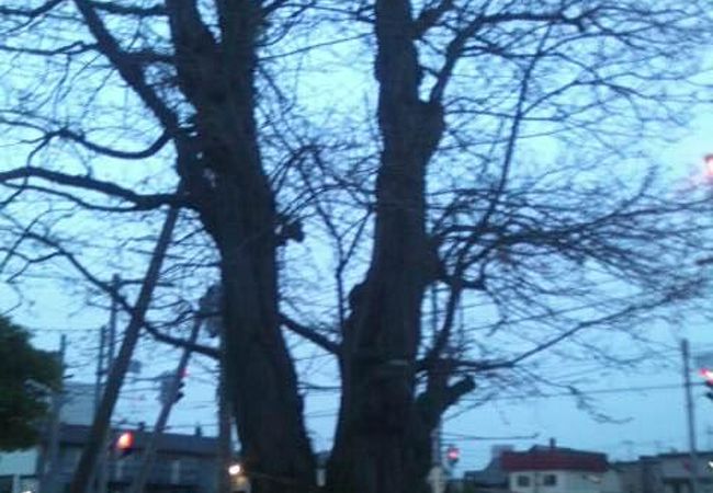 入口のニセアカシアに注目です！