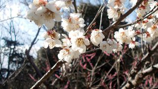 四日市で観梅の名所と言ったらここ！