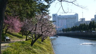 春は桜が満開です！