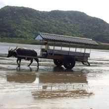 空車の牛車、絵になります！