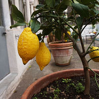 中庭のレモン