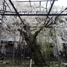 枝垂桜と本堂。