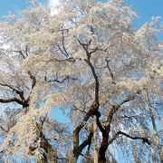 瑞龍寺同様、旧稲武町にある枝垂桜