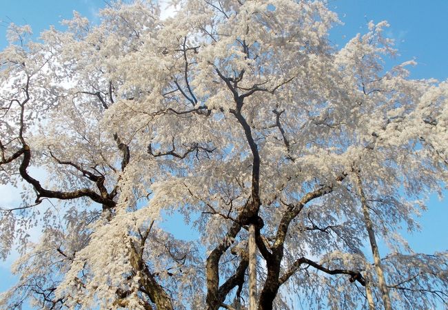 瑞龍寺同様、旧稲武町にある枝垂桜