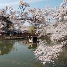 桜の額縁の奥に中之島が見えます。