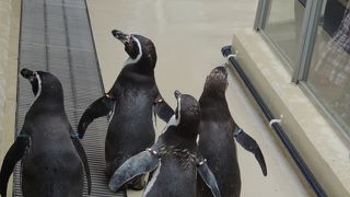 マリンピア日本海　ぺんぎんの散歩が可愛らしい