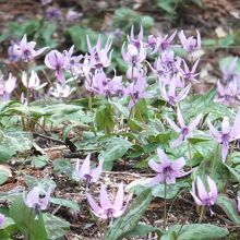 カタクリ、その1