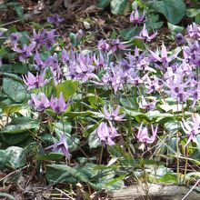 カタクリ、その2