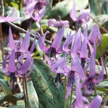 カタクリ、その3