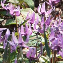 カタクリ、その4