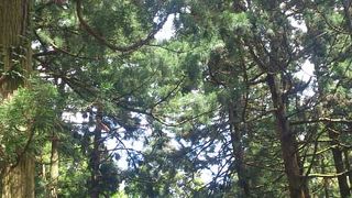 樹齢400年近い杉の大木が並ぶ旧街道