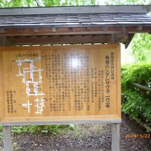 シダレザクラの説明