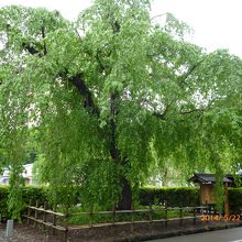 立派なシダレザクラ