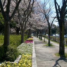 桜並木とパンジー花壇による楽しい散策路。