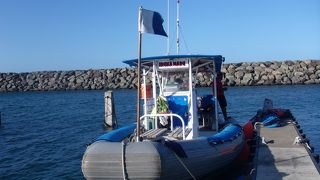 イルカ先生と一緒に泳ぐ