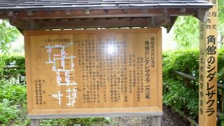 武家屋敷とシダレザクラが有名です