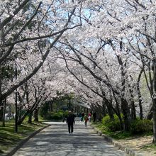 桜並木トンネル。散歩が気持ちいい。