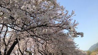 桜の絶景ポイントです