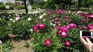 都会のなかのオアシス