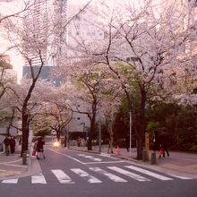 桜坂 