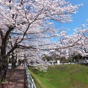 堂々たる建物とともに、堀の桜もきれいです。