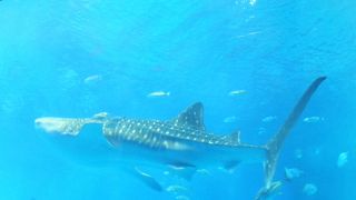 最高の水族館です。