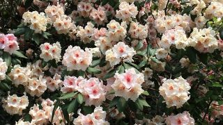 仙台市   野草園