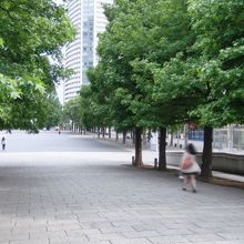 木蔭を選んで歩いていけば、日焼けも気にせず散歩できます