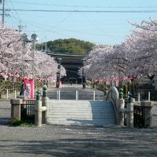 桜並木の参道を進むと神橋越しに楼門がかすかに見えてきました。
