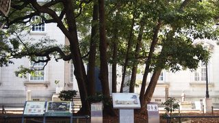 昔から立ち続けている木