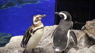 気軽に水族館です。