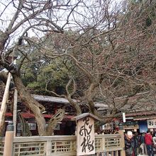 飛梅はまだツボミ...