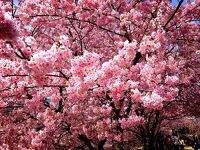 河津桜