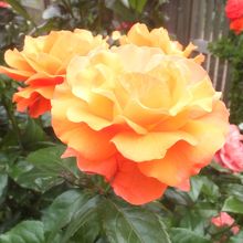 オレンジの種類