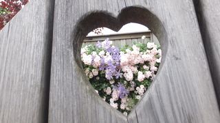 大人気のバラ。6月初旬までたのしめるそうです。