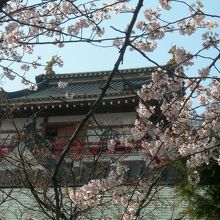 天守閣と桜の額縁。