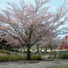 桜の奥に「水の塔」が見えます。