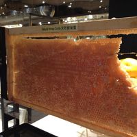 朝食でははちみつが蜂の巣ごとでてきます。あまくて美味しい！