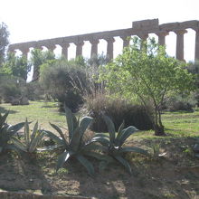 アーモンドの樹がたくさんあります