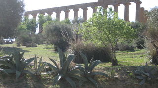 足元にはアーモンドがいっぱい落ちていた