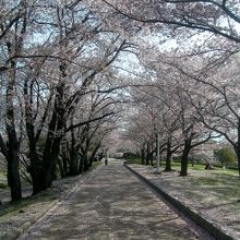 桜並木と花びらで覆われた散策路。