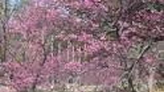 桜の時期がお勧め