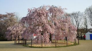 このエリアだけとれば