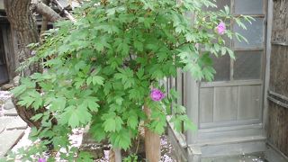 庭がきれいです