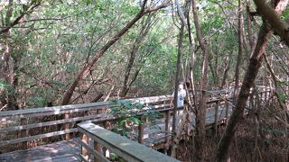 広くてワニもゴロゴロ